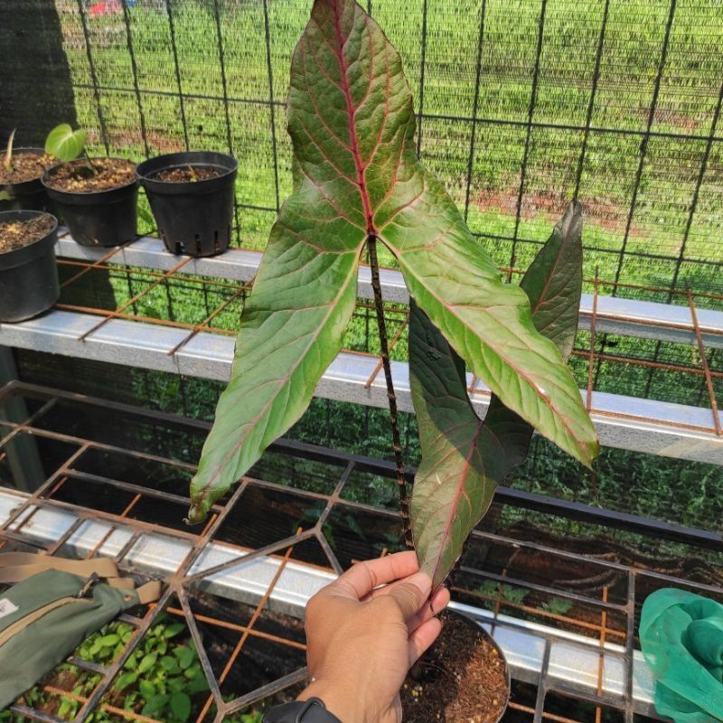 Tanaman hias alocasia black jack - keladi papua