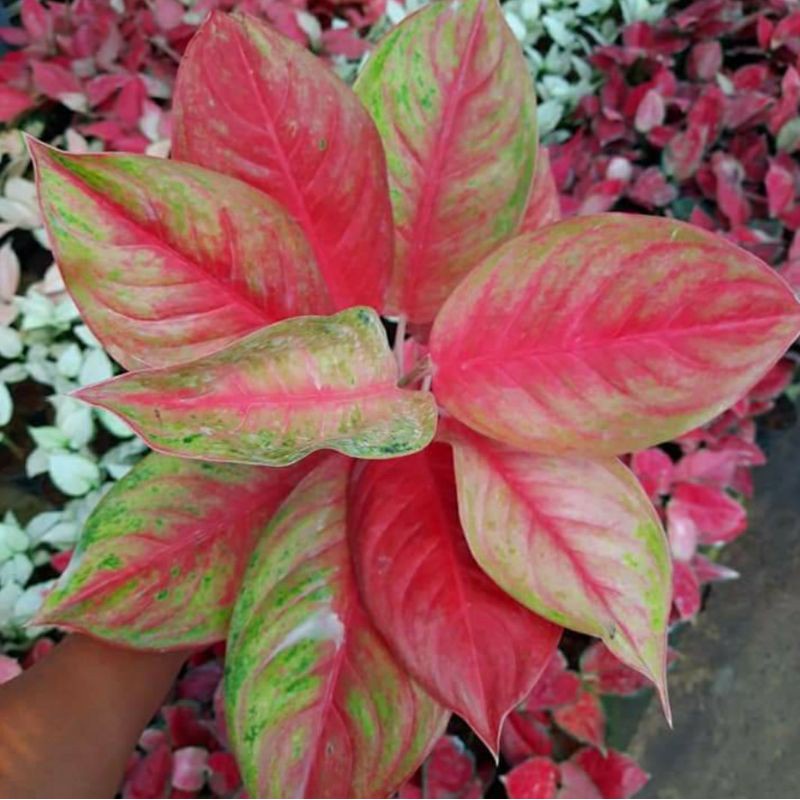 Aglonema red exotic/Aglaonema red exotic tanaman cantik bisa cod/best seller ratudaun_nursery