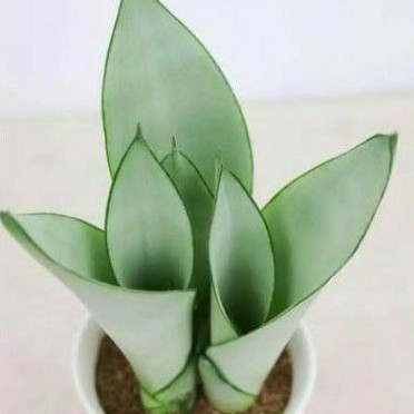 sansevieria moonshine/lidah mertua putih/lidah mertua
