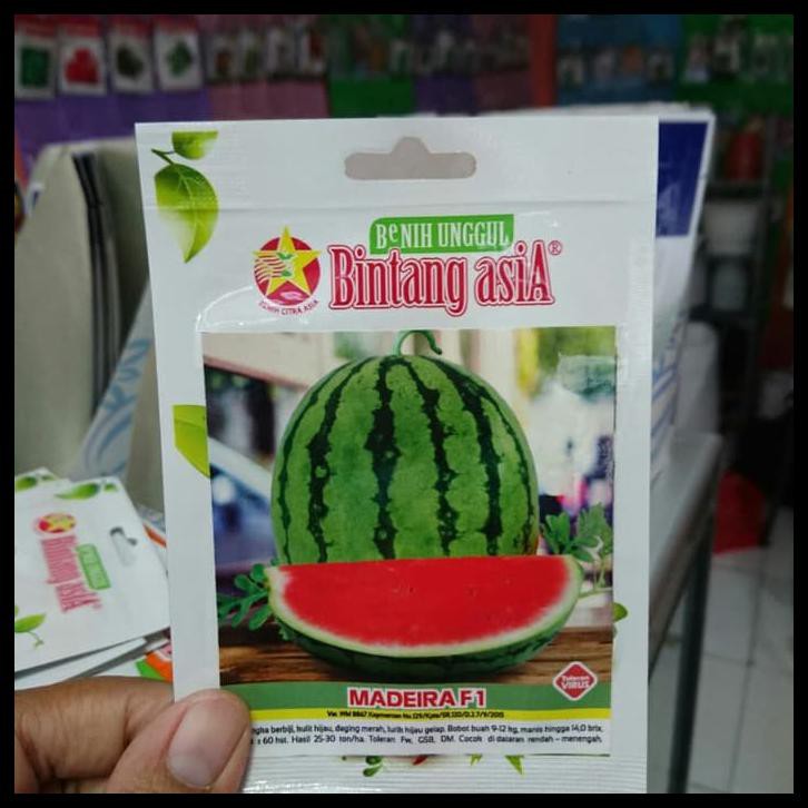 ISI 50 BENIH SEMANGKA BULAT TANPA BIJI MADEIRA BINTANG ASIA