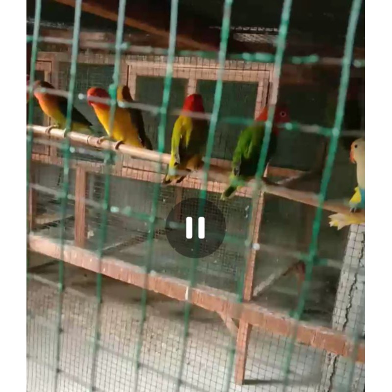 Lovebird Biola / Lb / Lovbird Bio / Lakbet