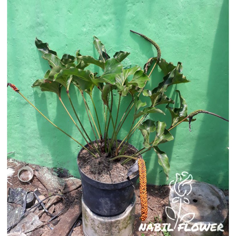 Tanaman Hias Biji/Benih Anthurium Corong (isi 5 Benih)