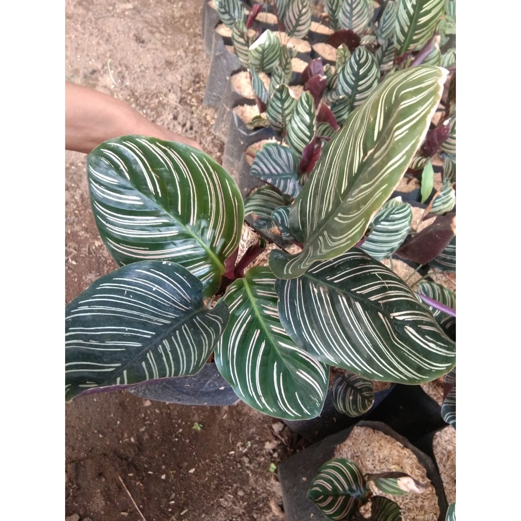 Calathea Batik Ornata Tanaman Hias Bunga Calathea Batik Ornata Cantik
