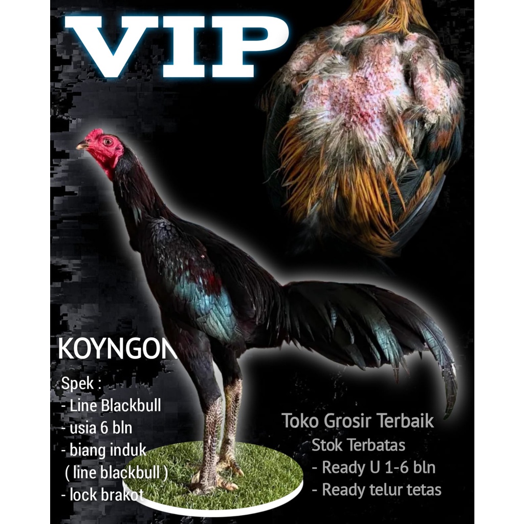 AYAM bangkok asli koyngon ori F1 BLACKBULL KRATING