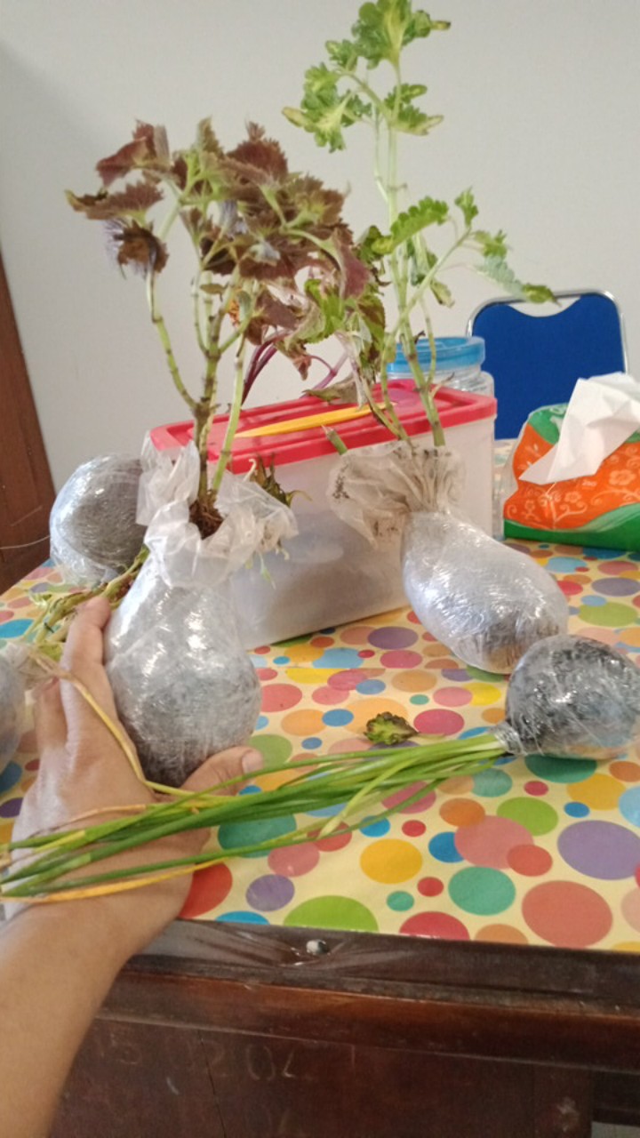 Tanaman Hias Jengger Ayam