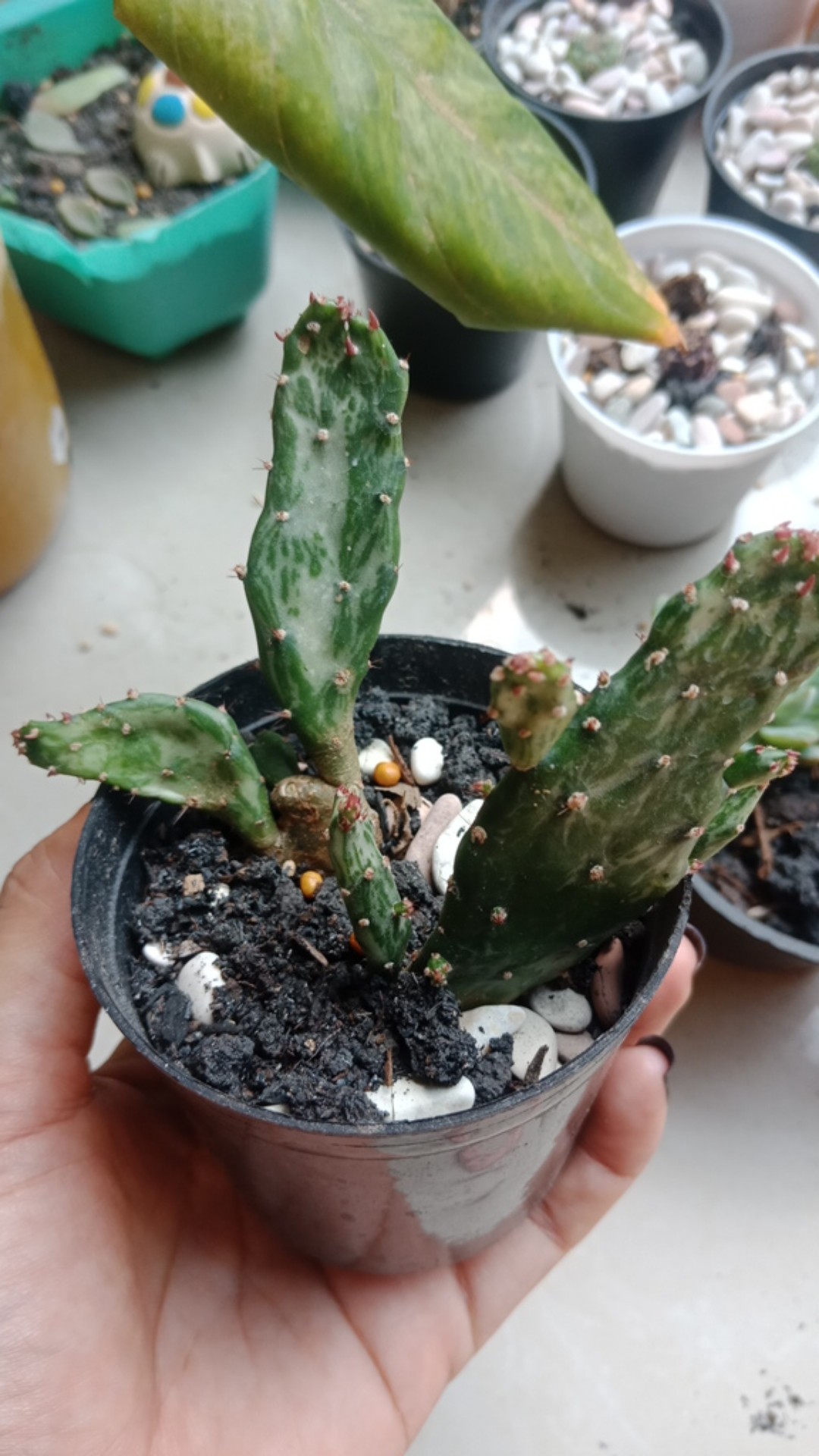 Kaktus Opuntia Vulgaris Variegata