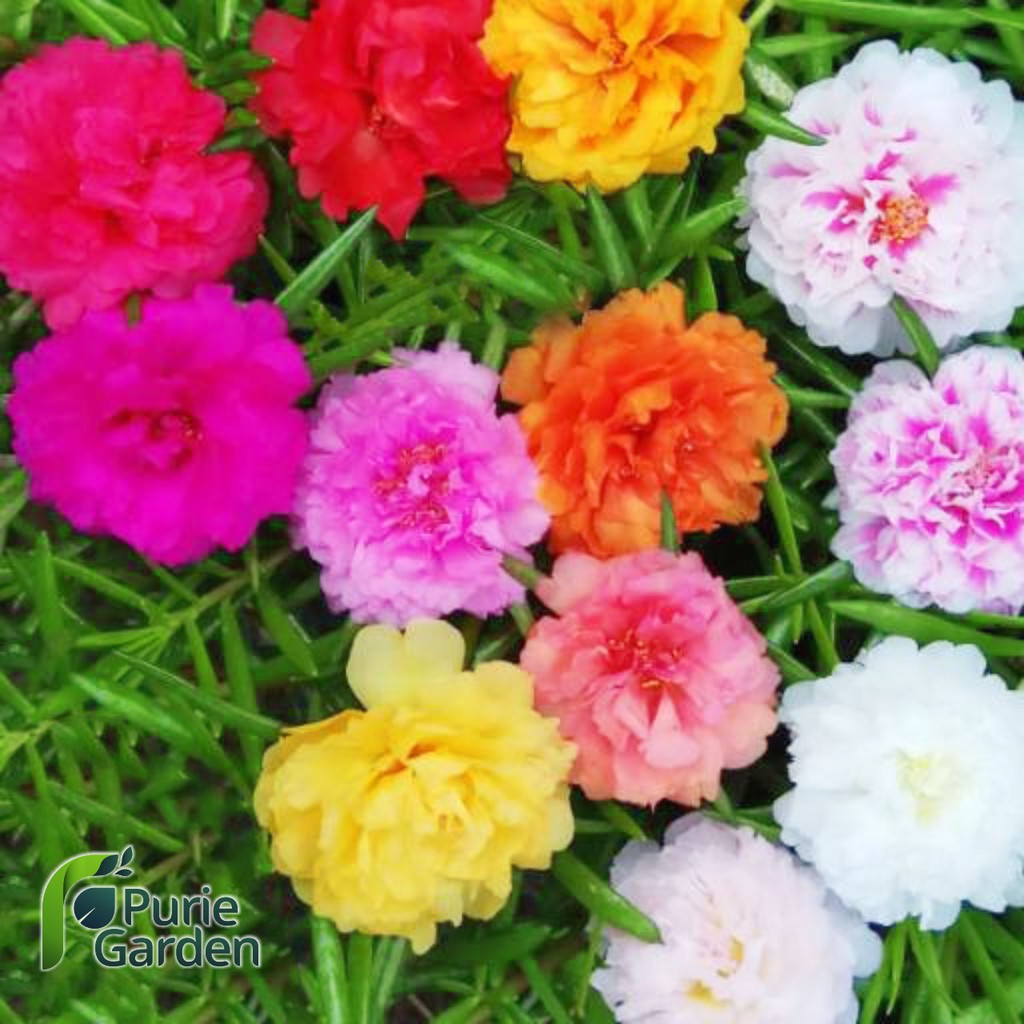 Stek Bunga Krokot Kerokot Mossrose Portulaca Perbatang