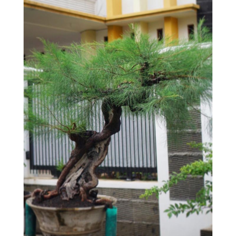 tanaman Cemara udang murah rimbun/biasanya buat bahan bonsai