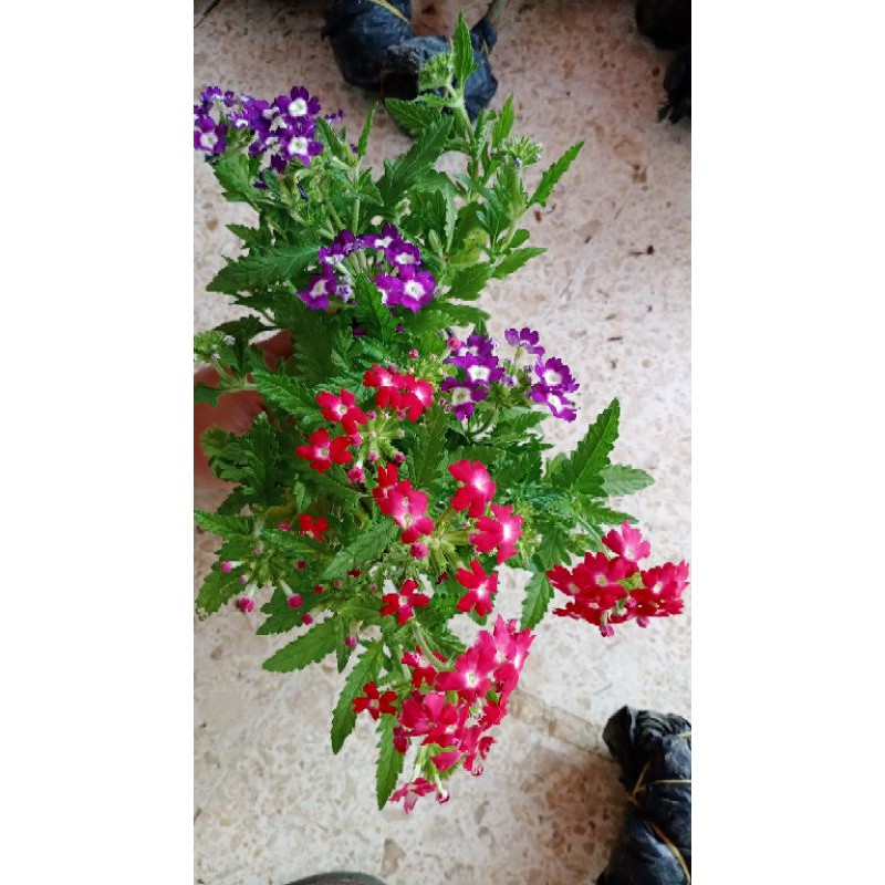 Bunga VERBENA - Tanaman Hidup Bunga Hias Verbena - Bunga Verbena Pentas