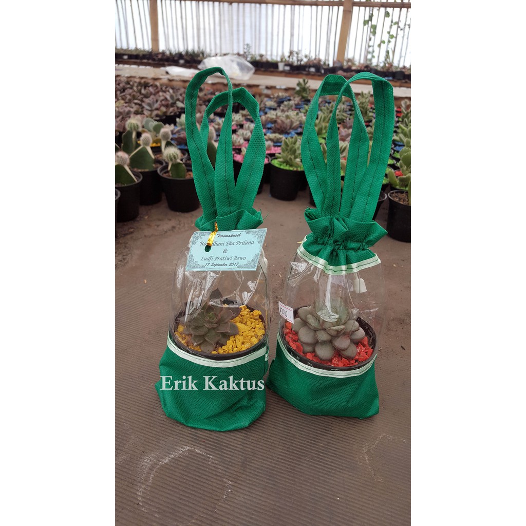 Souvenir Kaktus/Sukulen Keranjang Mika