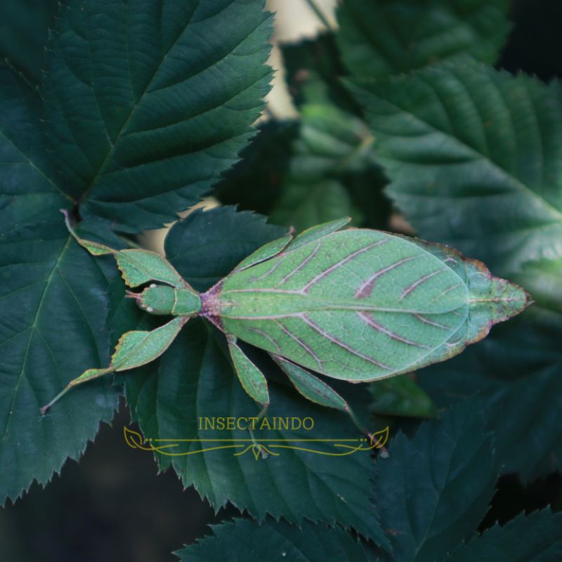 Belalang daun Phyllium jacobsoni