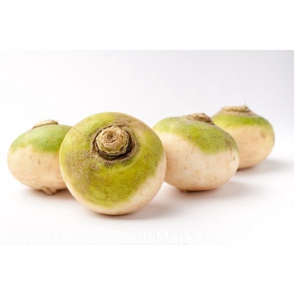 Benih Bibit Biji - Swede Wilhelmsburger (Heirloom) Seeds - IMPORT