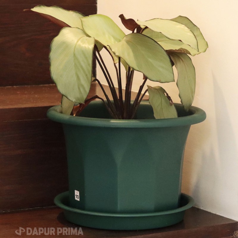 POT BUNGA LANTAI ROSE + TATAKAN BESAR 23.5 CM & 30 CM