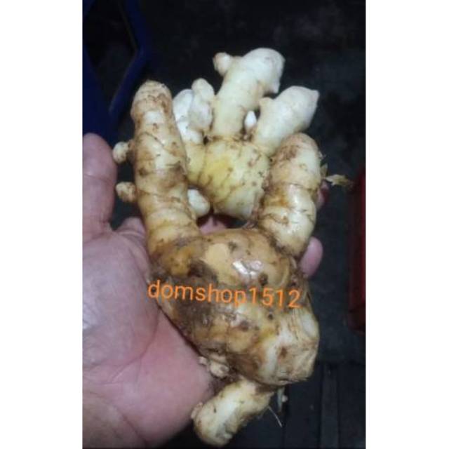 

Temulawak putih