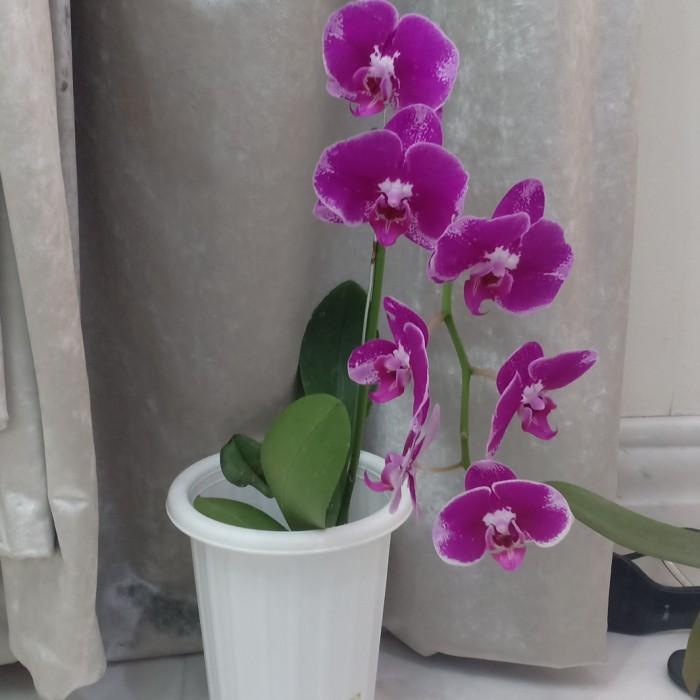 Tanaman Hias Anggrek Bulan / Anggrek Bulan / Bibit Tanaman / Benih