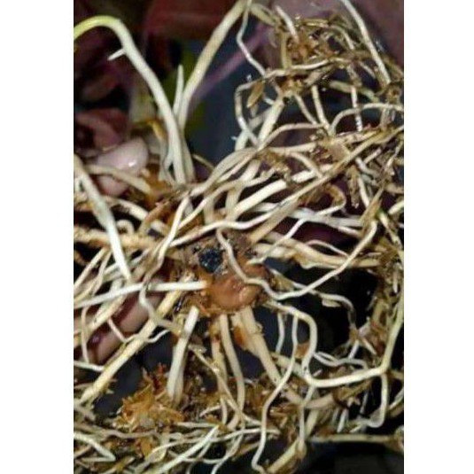 tanaman hias bonggol aglonema escada