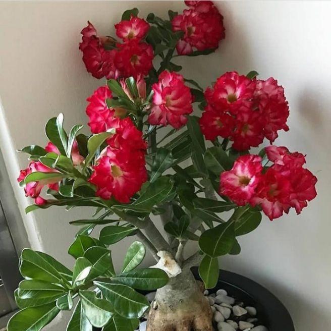 BIBIT KAMBOJA JEPANG  TANAMAN HIAS ADENIUM BUNGA TUMPUK  bibit adenium kembang tumpuk  adenium