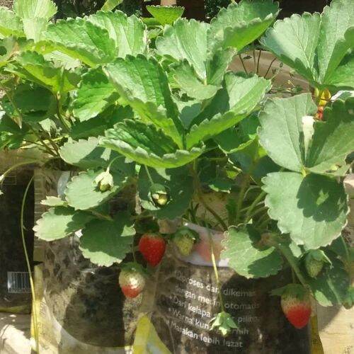 5 pcs(pohon) Bibit Strawberry jenis mencir