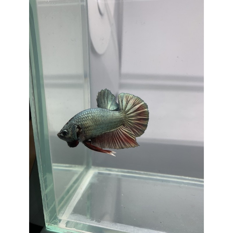 

ikan cupang red cooper