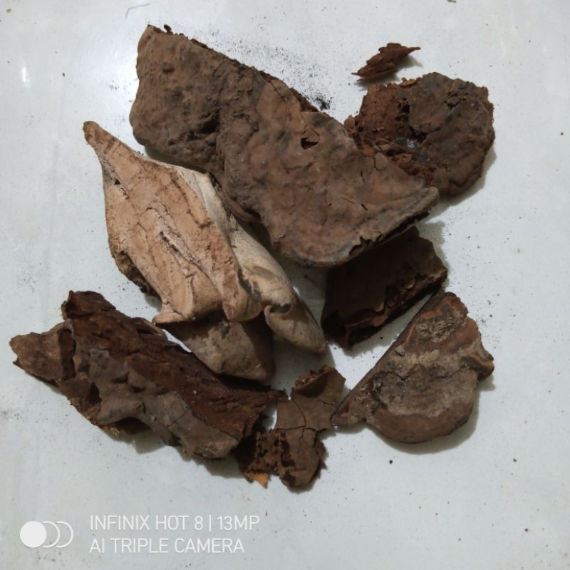 Jamur Lingzhi Kering 250gram