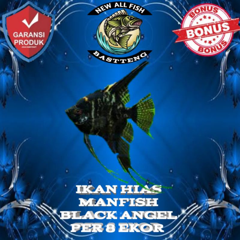 

MANFISH BLACK ANGEL PER 8 EKOR