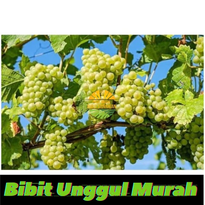 Bibit anggur yellow belgie
