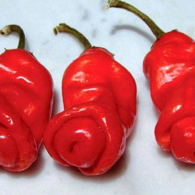 Red Petter (Cabai Unik)