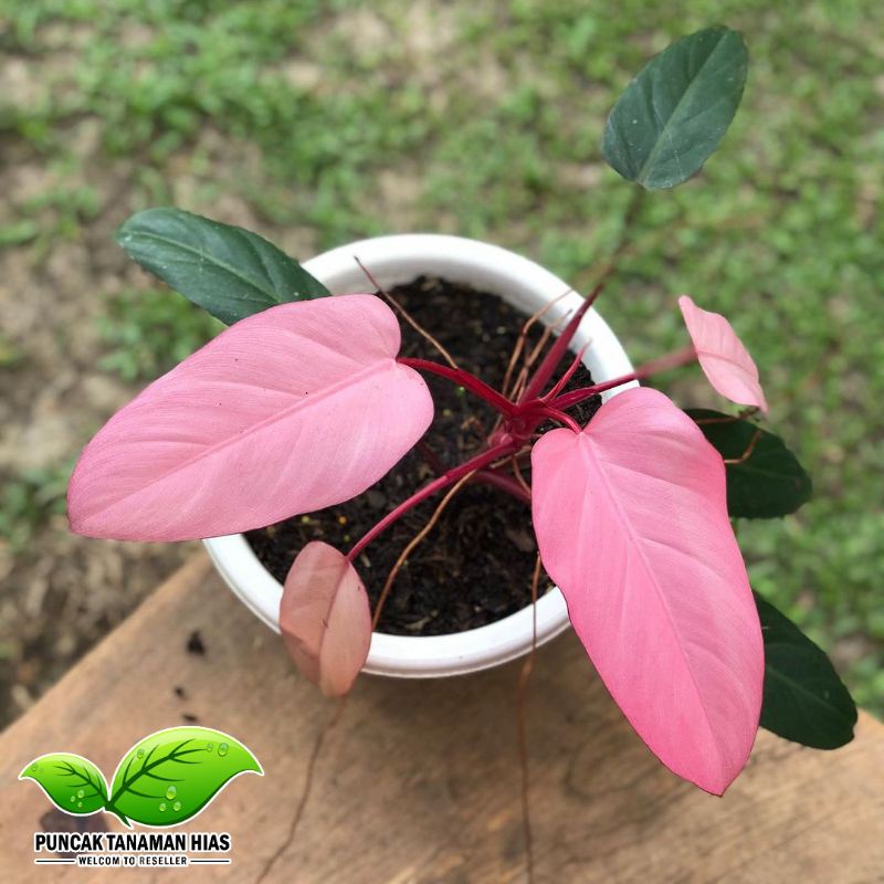 Tanaman hias philodendron pink dark lord - Philo pink dark lord