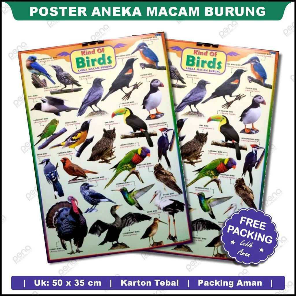 Poster Anak Edukasi Birds Aneka Burung Cantik Penuh Warna / Kind of Birds