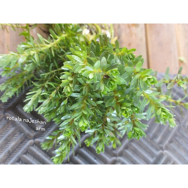 

rotala najesan