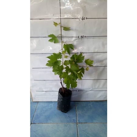 [LIMITED/GRAB/GOJEK] bibit anggur import ninel dixon valid hasil sambung pucuk dari indukan yang ber