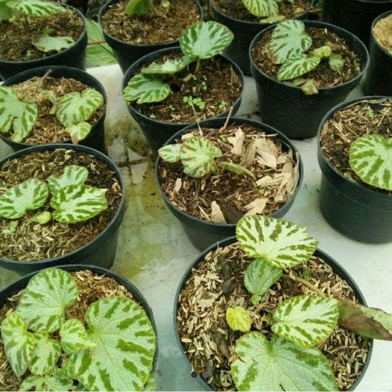tanaman hias begonia karpet hijau