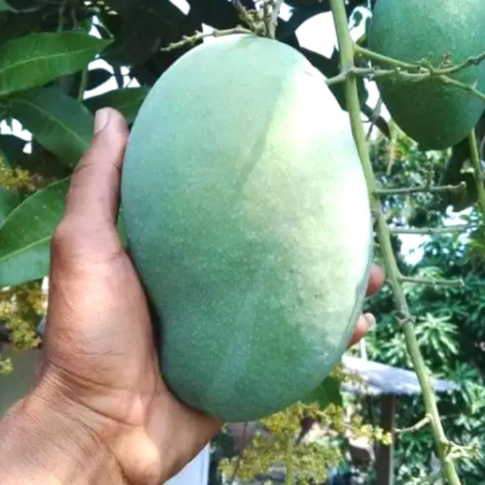 Bibit Tanaman Buah MANGGA HARUM MANIS Premium