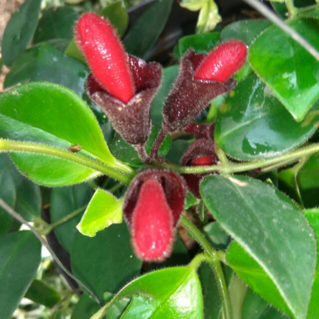 tanaman hias lipstik merah