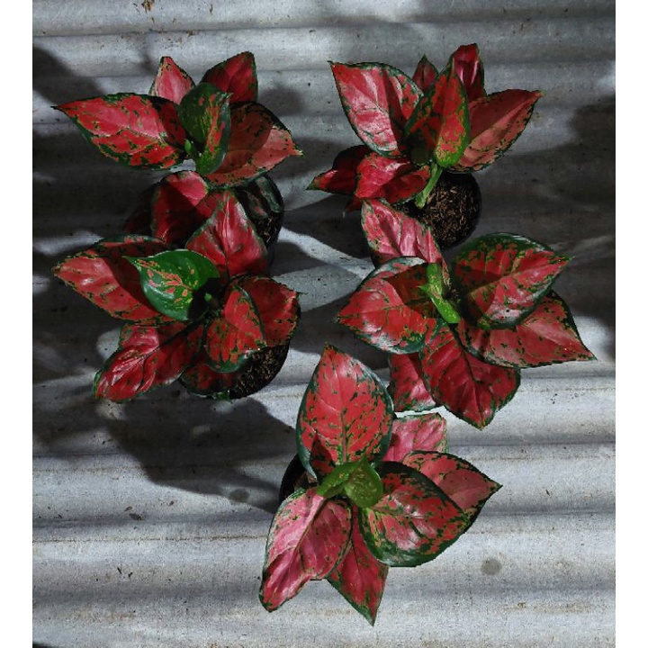 AGLONEMA DUD ANJAMANI 5 POT / Aglonema murah / Aglonema cantik