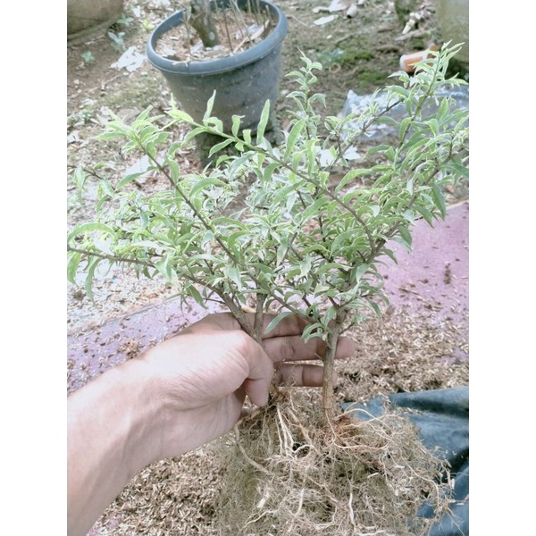 anting putri mikro varigata