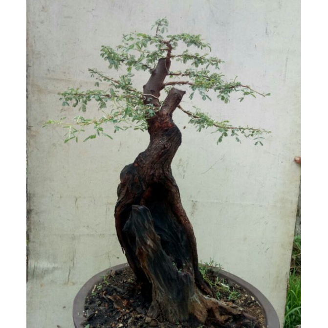 Bonsai Arabika / Klampis Ireng