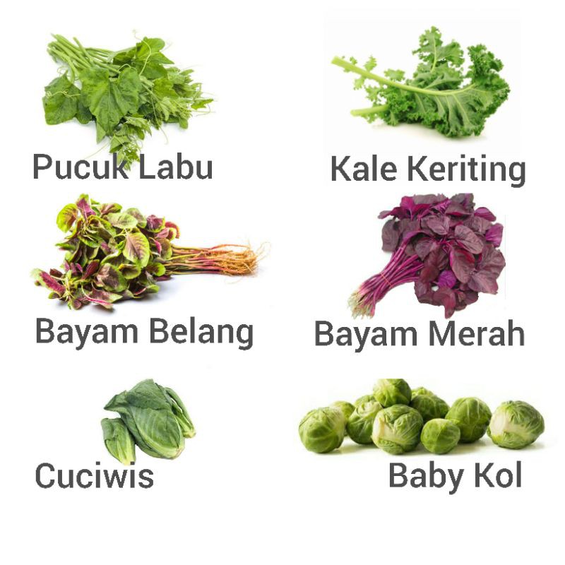 Jenis Sayur Cuciwis Diane Hunter