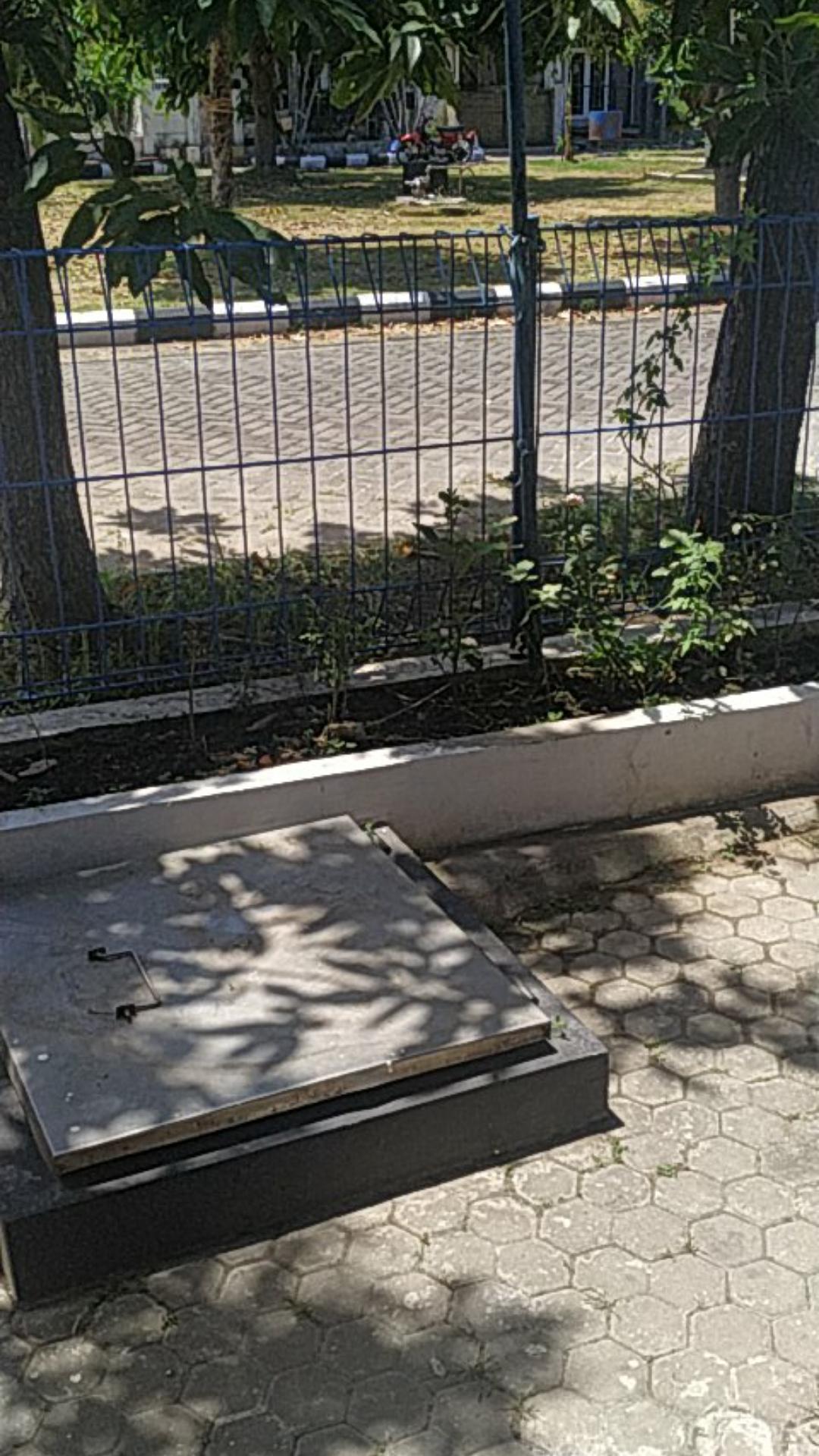 Bibit Alpukat Mentega Jumbo Bibit Benih Tanaman Buah Alpukat Mentega Jumbo