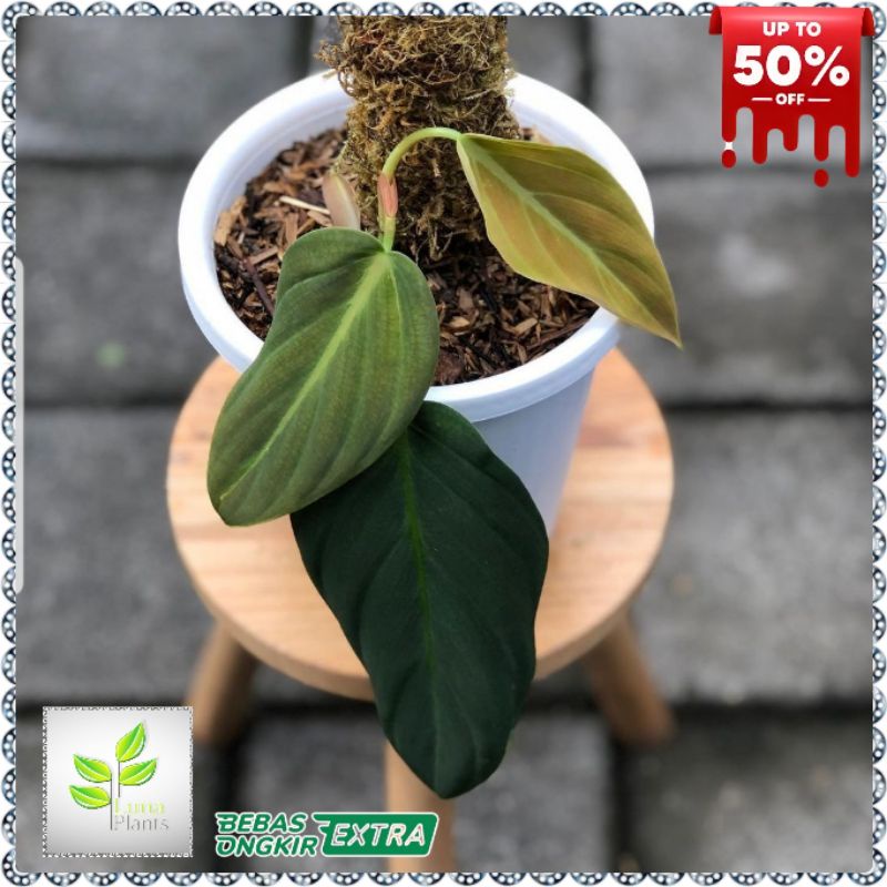 Tanaman hias philodendron gigas - philodendron gigas