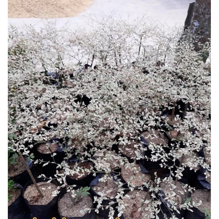 Tanaman Pohon Ketapang Kencana Varigata Putih 1,5 Meter  (“Cassia alata”)-pohon ketapang