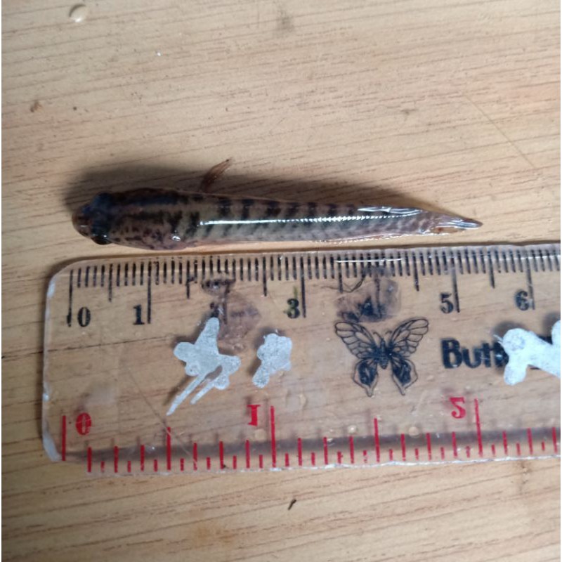 Bibit Ikan Gabus Channa Striata Size 2345cm