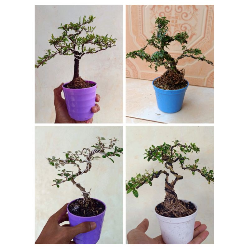 paket 4 jenis bonsai mini cendrawasih,mirten,serbin,kiperak