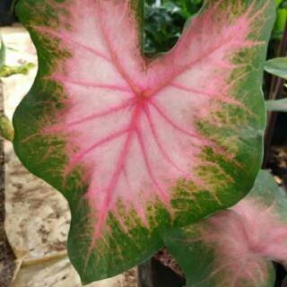 Tanaman Hias Keladi Merah Langka  Caladium SP Hias Daun 