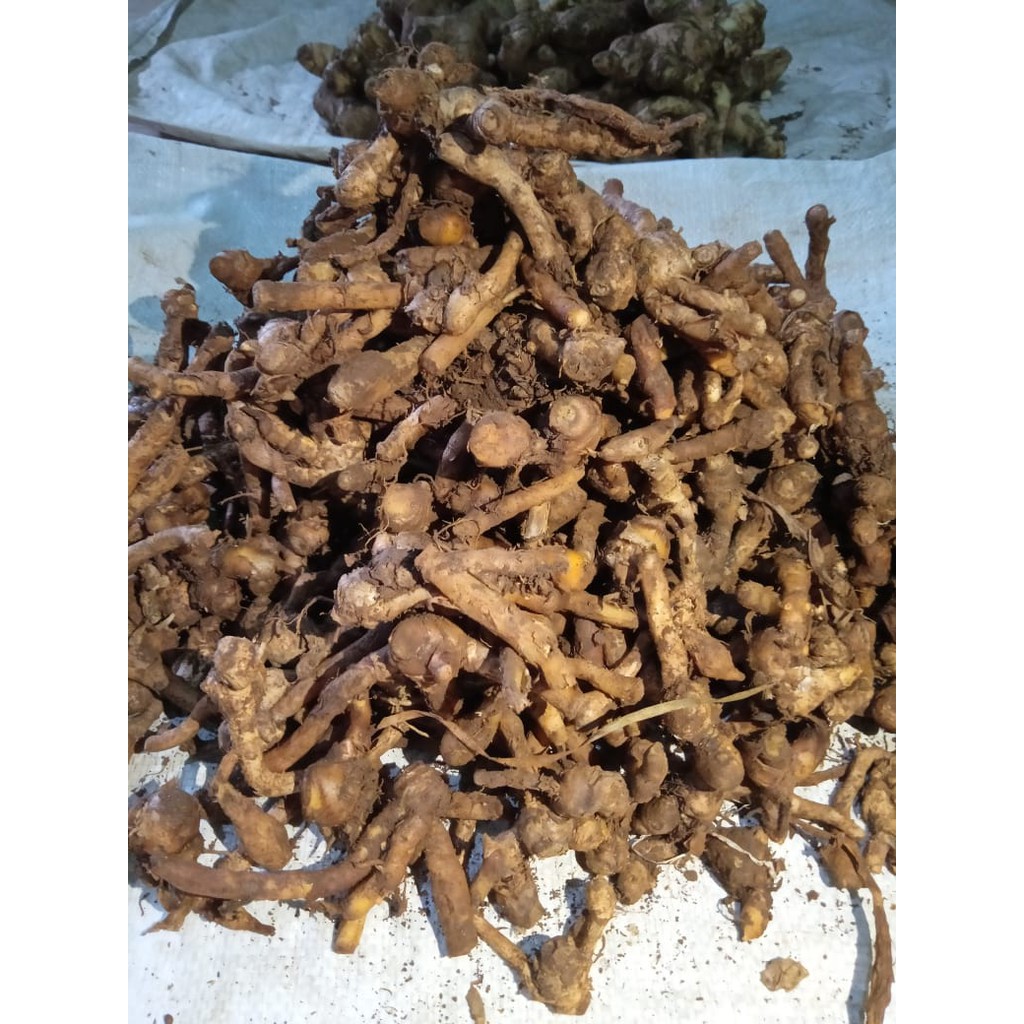 Temu Kunci 1 kg Empon Empon Segar Tua Murah [COD]