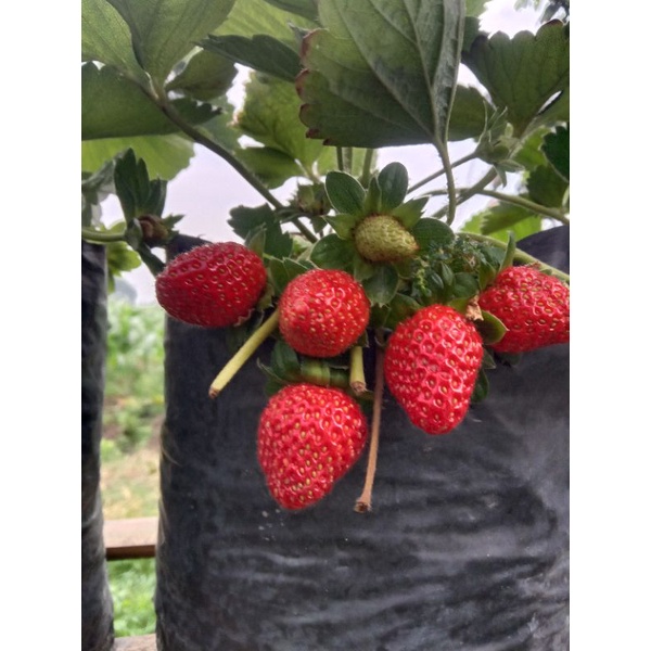 strawberry california, bibit strawberry murah,bibit unggul/strawberry jumbo/termurah/strawberry mani