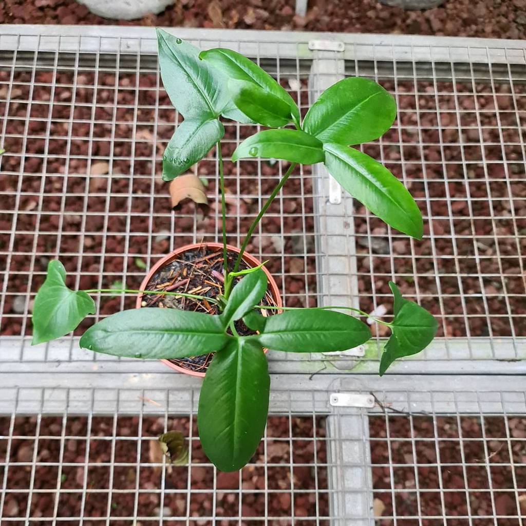 RARE Batang/Bonggol Philodendron Goeldii...