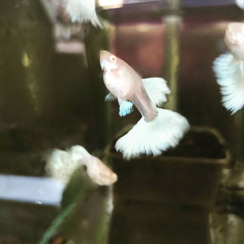 

Ikan guppy albino full platinum AFP betina