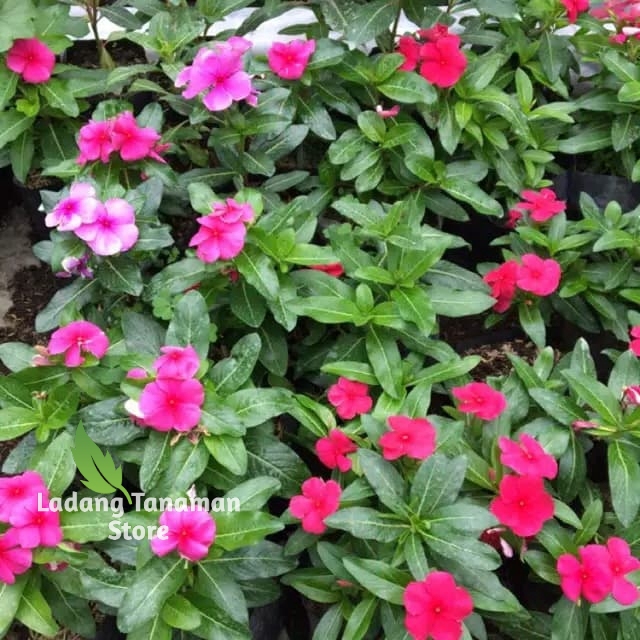 Tanaman hias bunga Vinca juntai tapak dara Catharanthus roseus