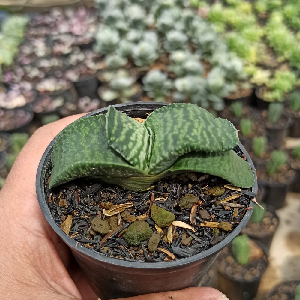 Kaktus Sukulenn | 070. Gasteria Armstrongii